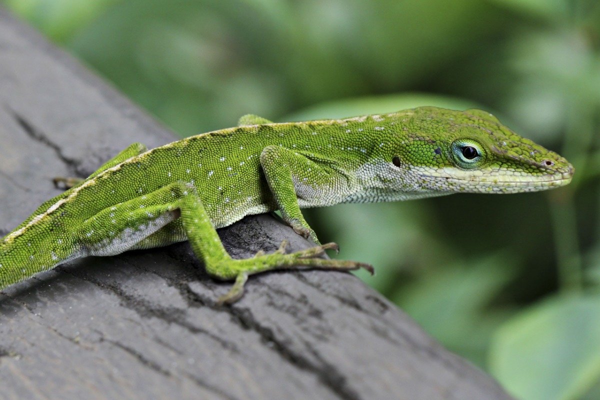 How to Handle Common Health Issues in Green Anoles?