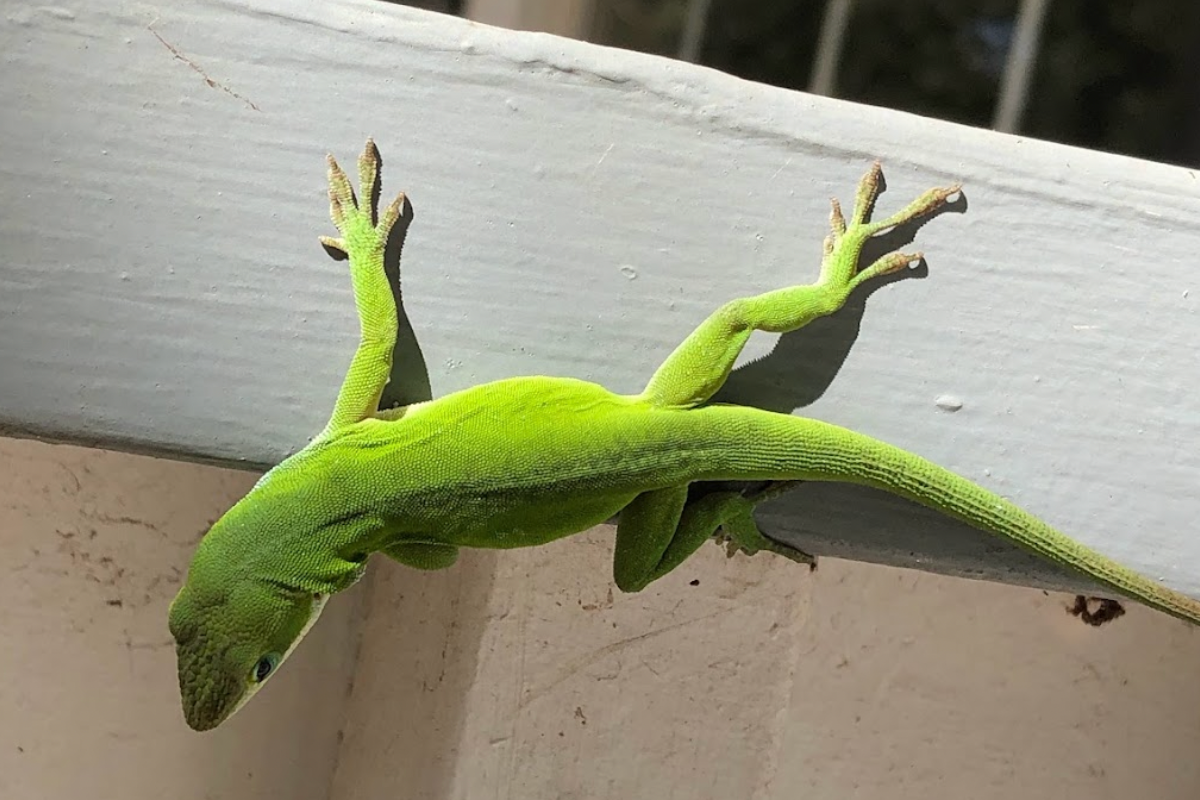What Does a Green Anole Eat?