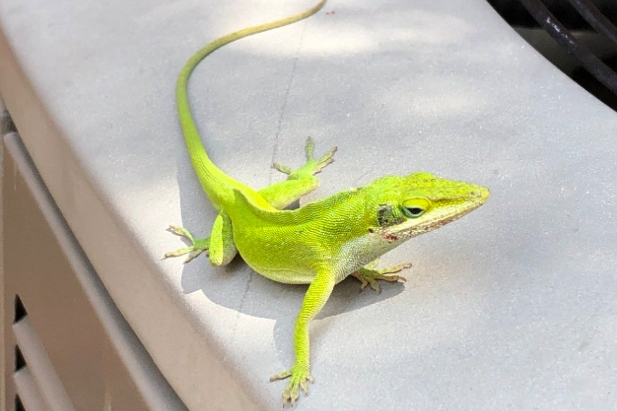 How to Care for Your Pet Green Lizard?