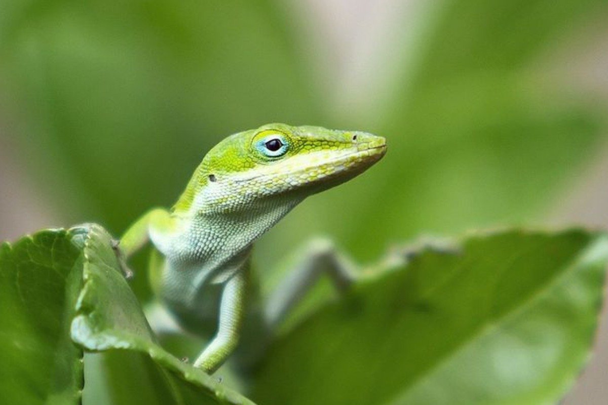 How to Create the Perfect Spruce Pets Environment for Anoles?