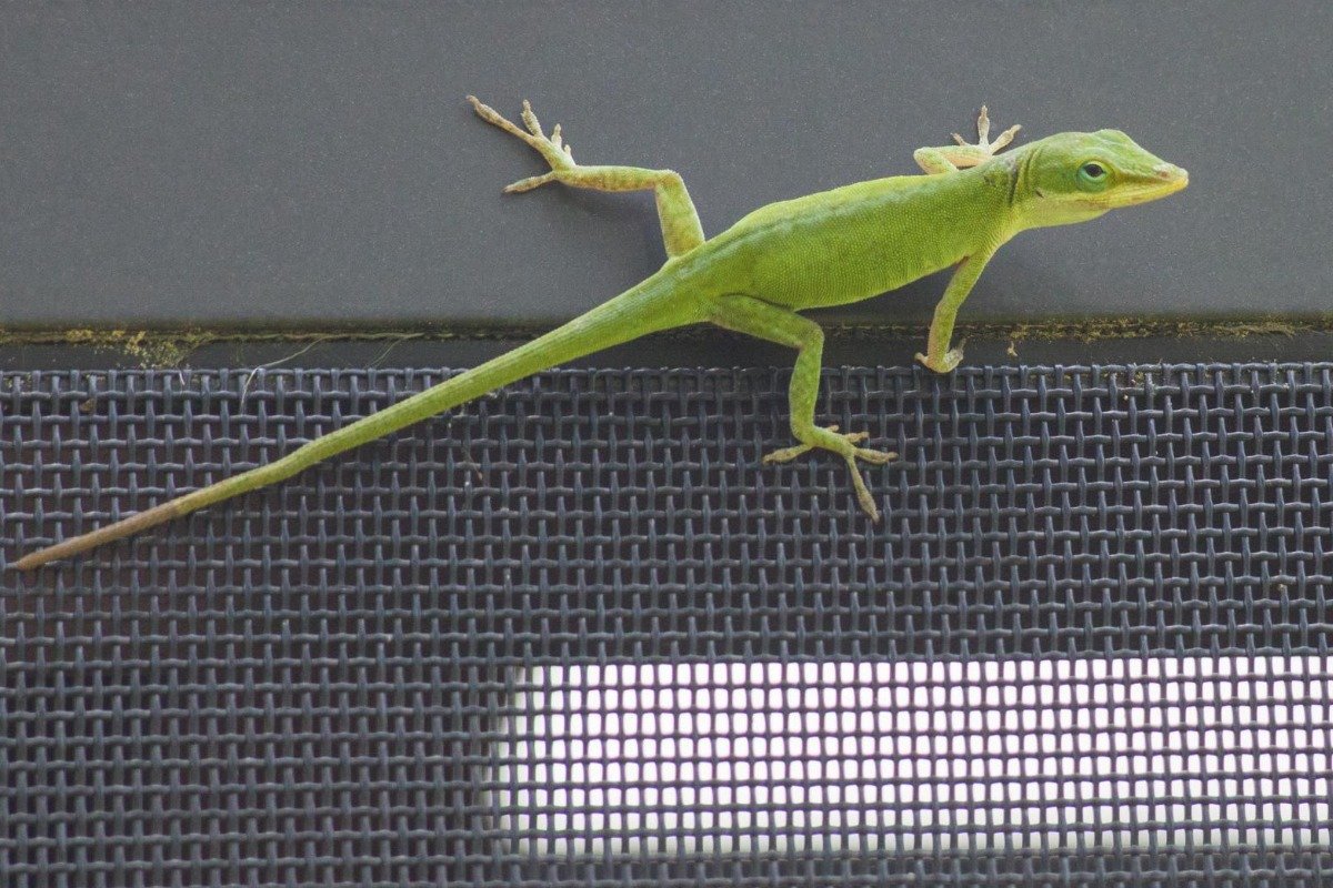 What Makes Green Anoles Ideal Pets?