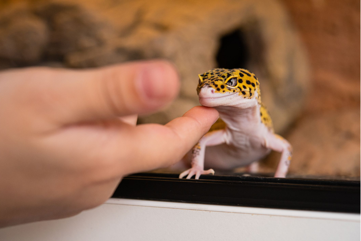 Is a Bearded Dragon the Best Reptile Pet for Your Child?