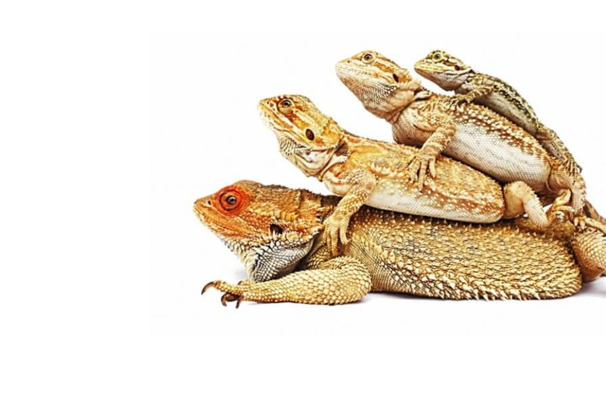 Why Consider a Crested Gecko as a Child's Pet?