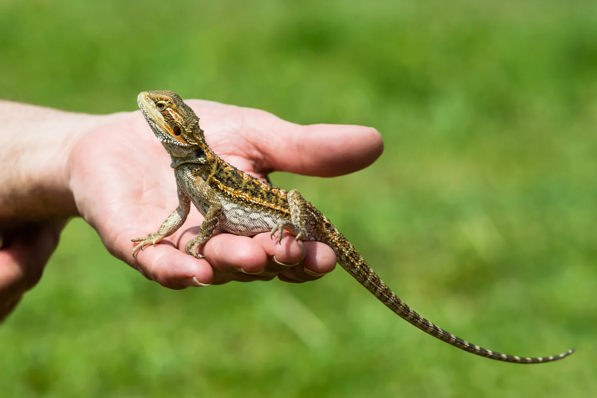 Are Corn Snakes Good Pets for Kids?