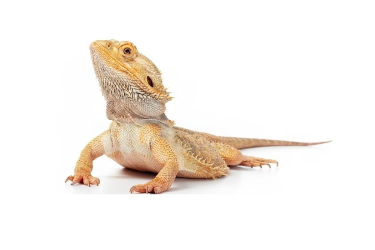 How Does a Blue-Tongued Skink Compare as a Pet Reptile?