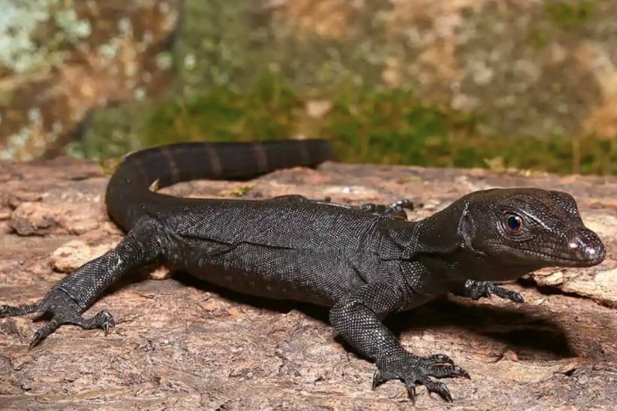 How to Care for a black dragon lizard pet?
