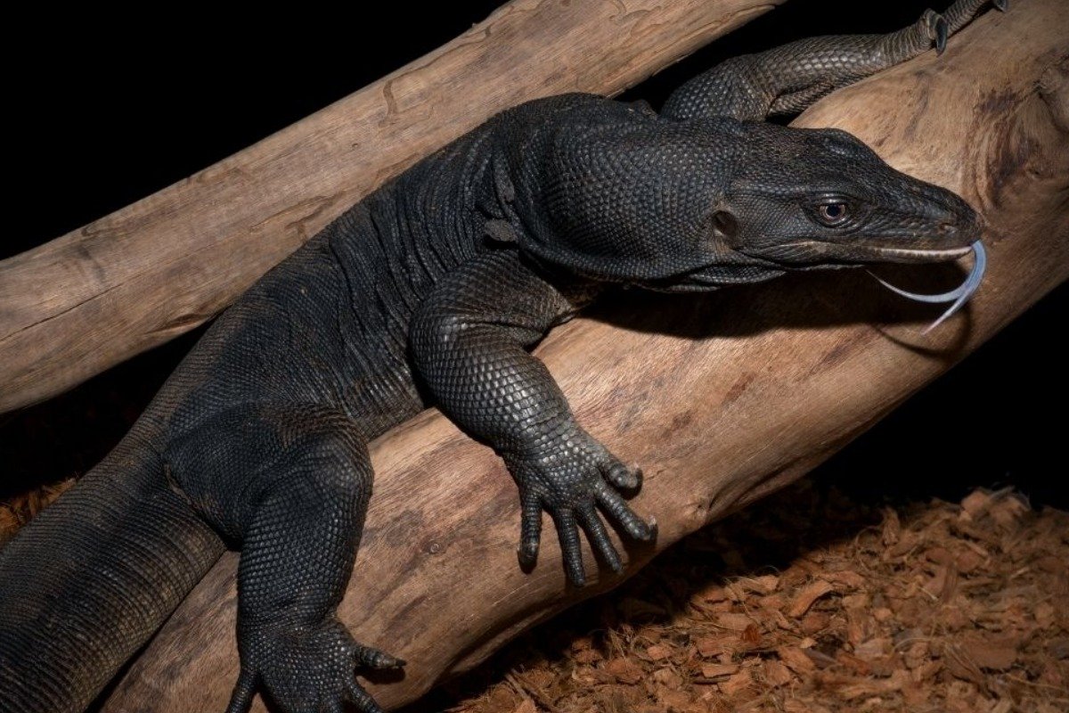 Where to Find black dragon Lizards for Sale?