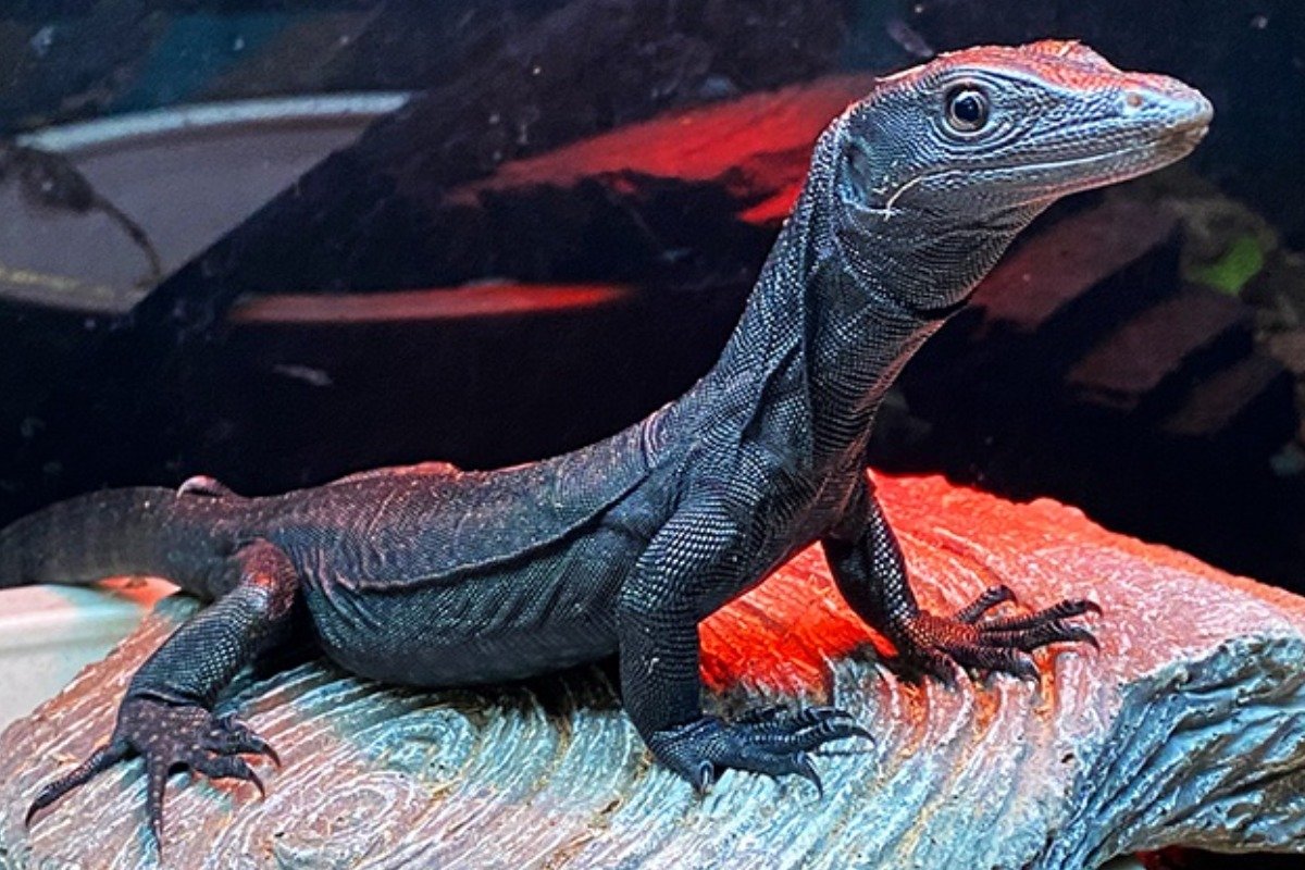 Understanding the Behavior of Black Dragon Monitors