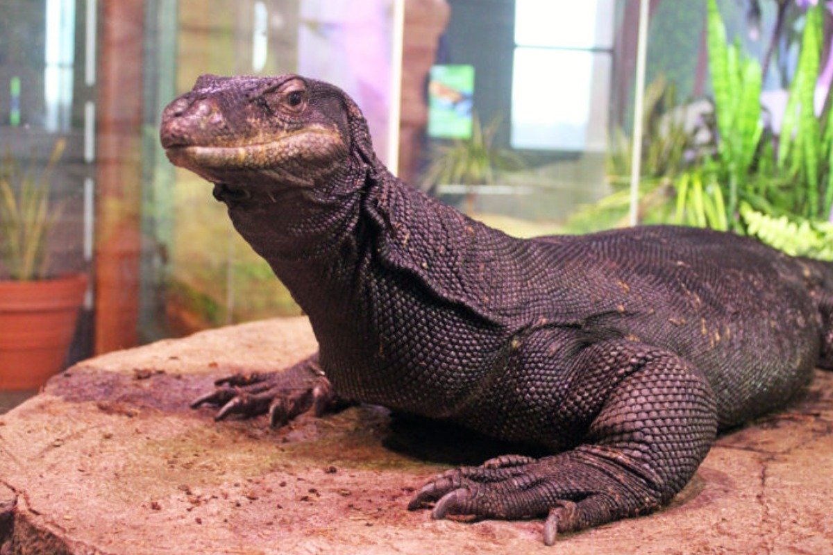 Frequently Asked Questions about dragon lizards.