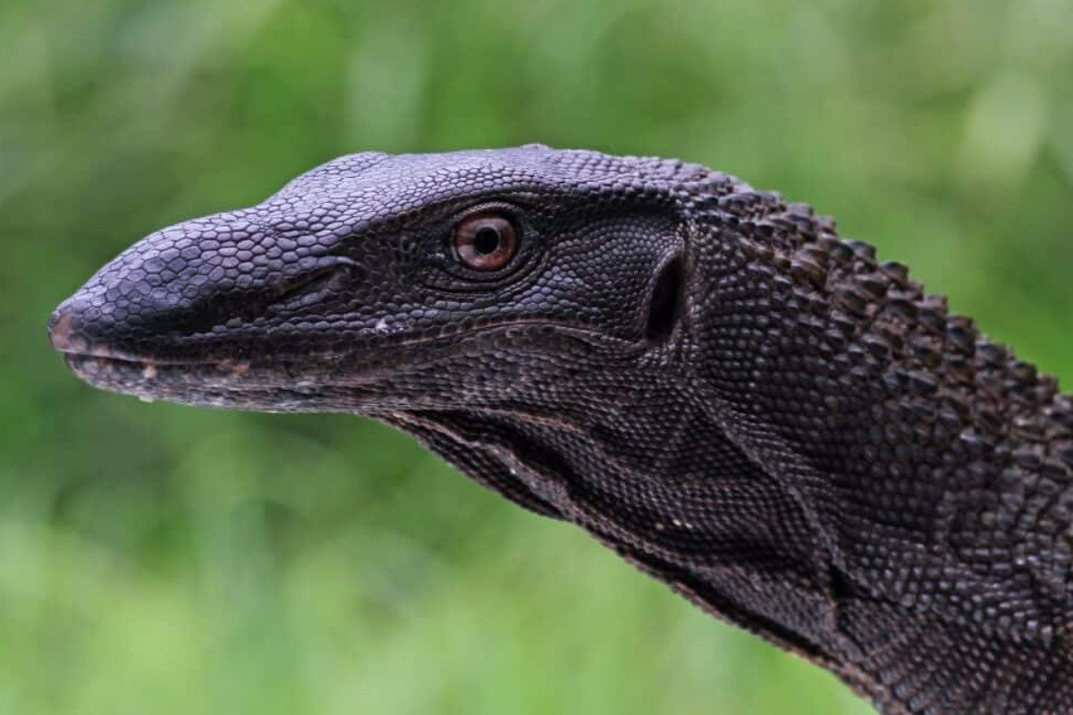What is a black dragon lizard pet?
