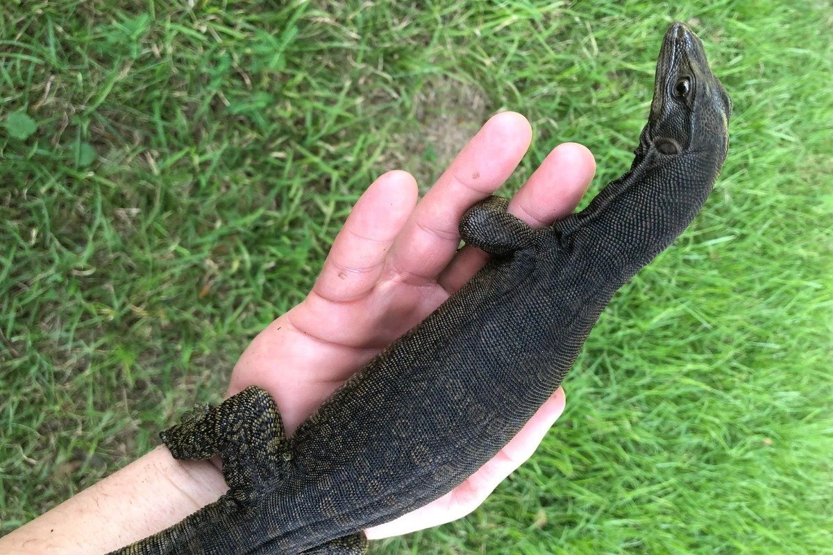 How to Ensure the Well-being of Your Exotic Pet