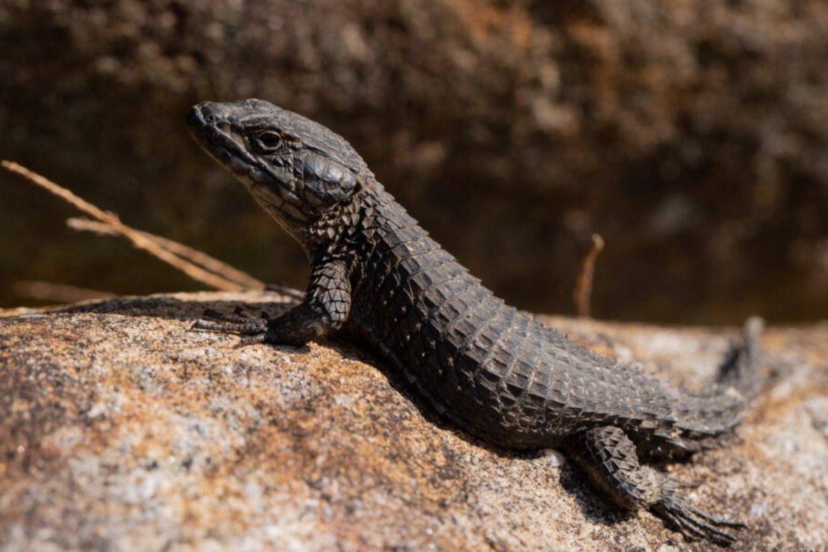 What Makes a Black Lizard an Ideal Pet?