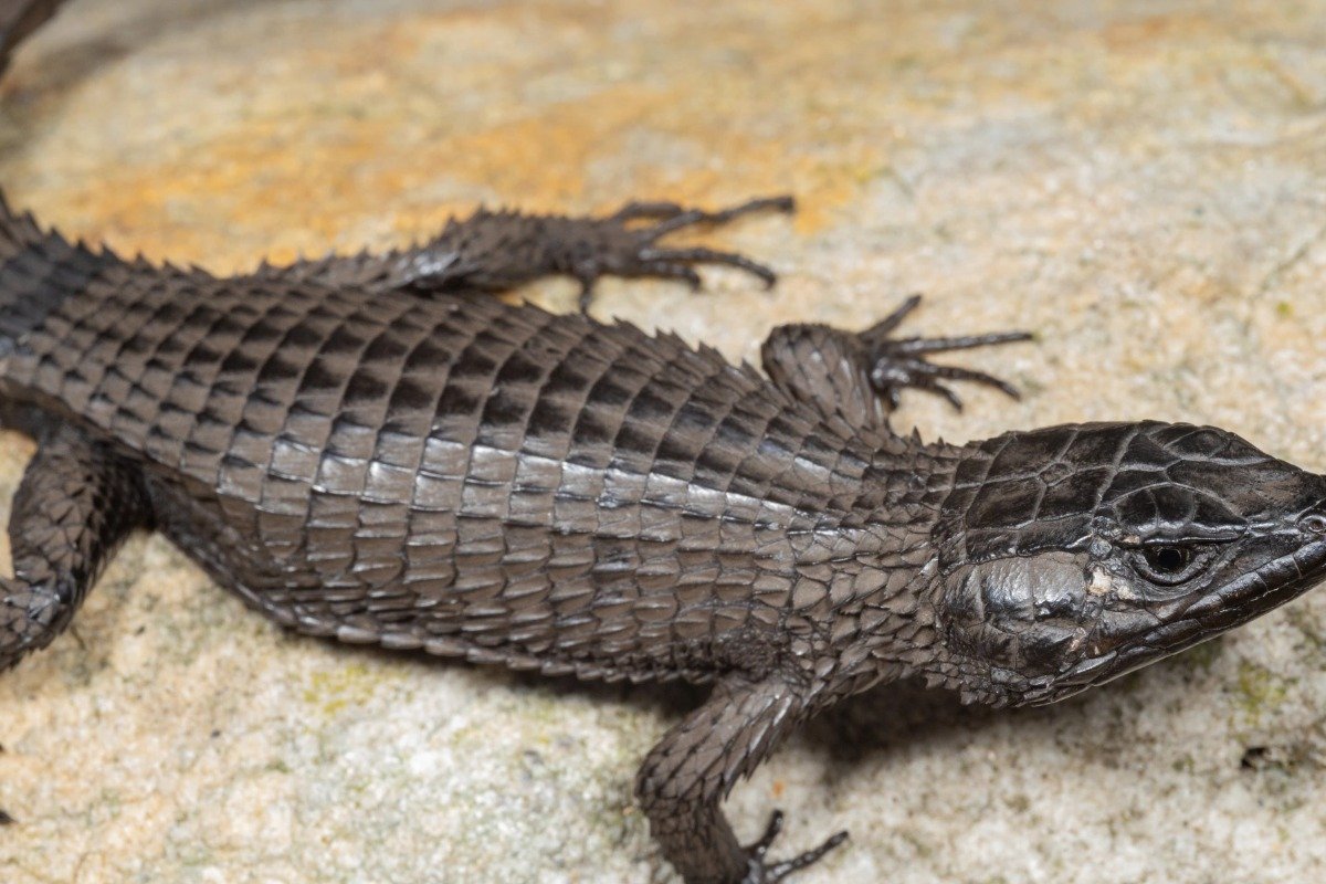 How to Discover and Choose a Black Lizard Pet