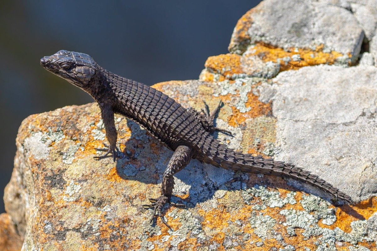 Exploring the Popularity of Black Lizard Pets on TikTok