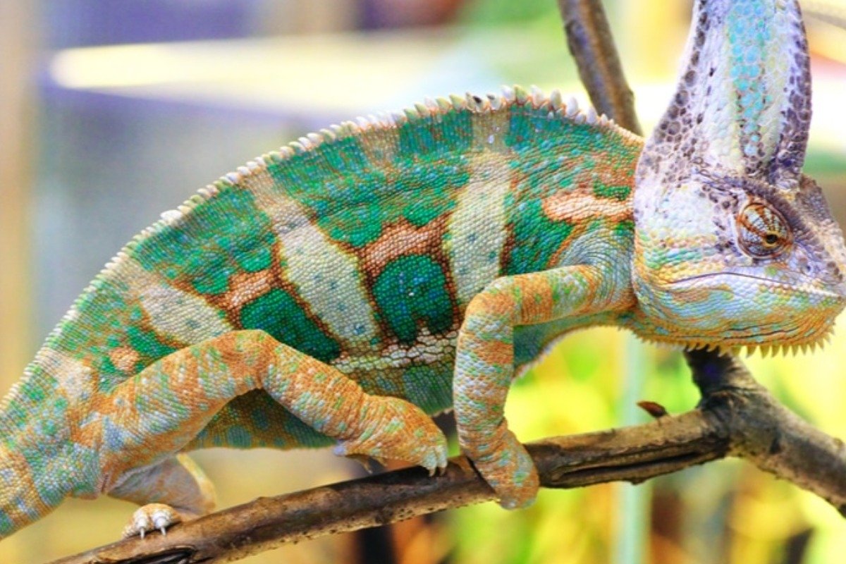 What Do Chameleon Lizard Pets Require in Captivity?