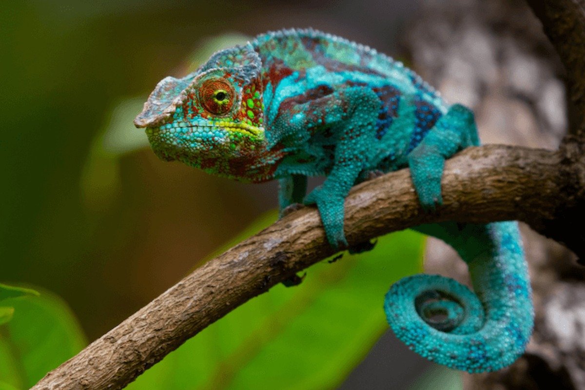 How to Keep Your Chameleon Healthy