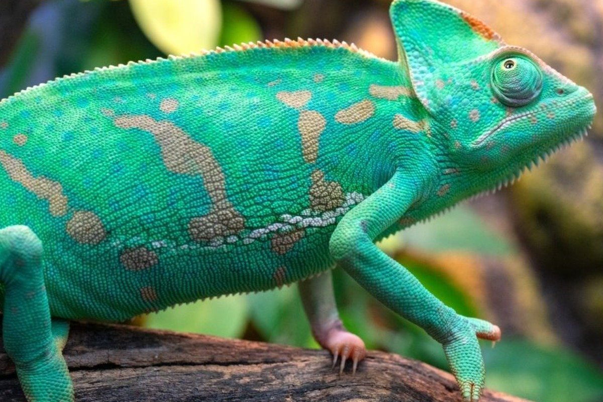 Things to Know Before You Get a Chameleon