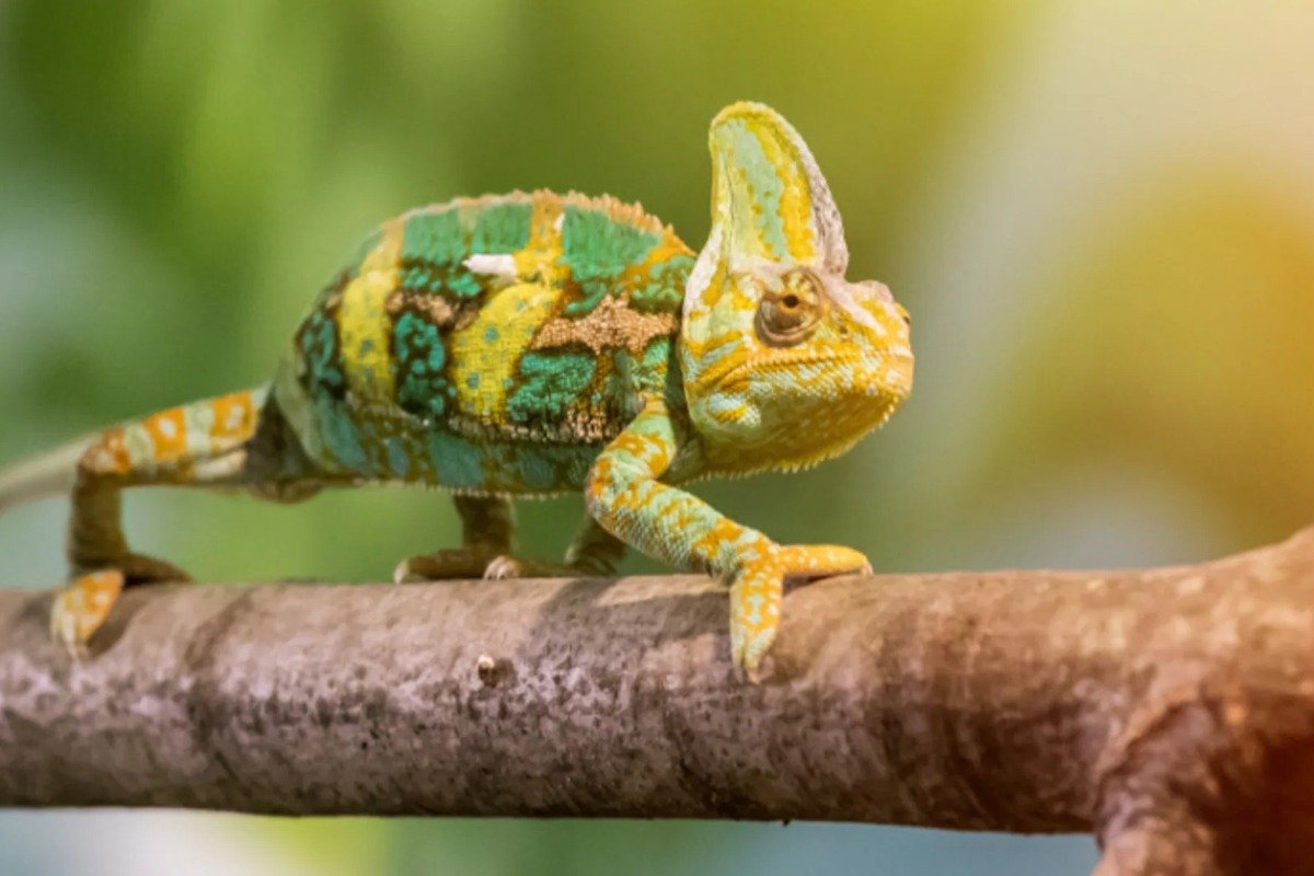 Is a Chameleon a Good Pet?