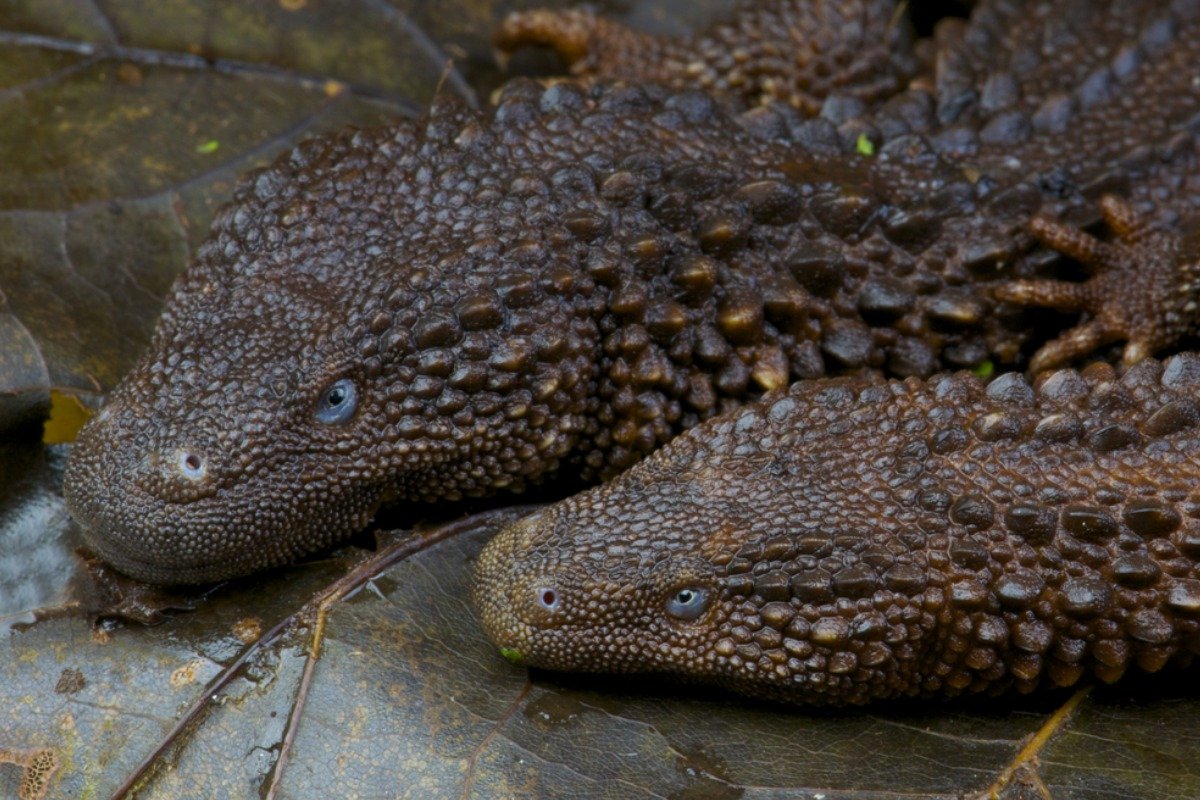 How to Create the Perfect Enclosure for Your Captive Earless Monitor