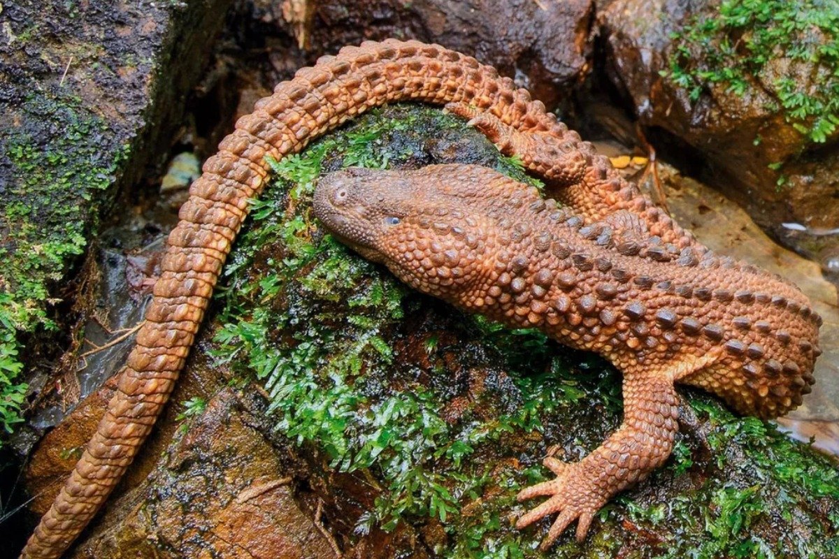 Understanding the Mating and Captive Breeding of Earless Monitors