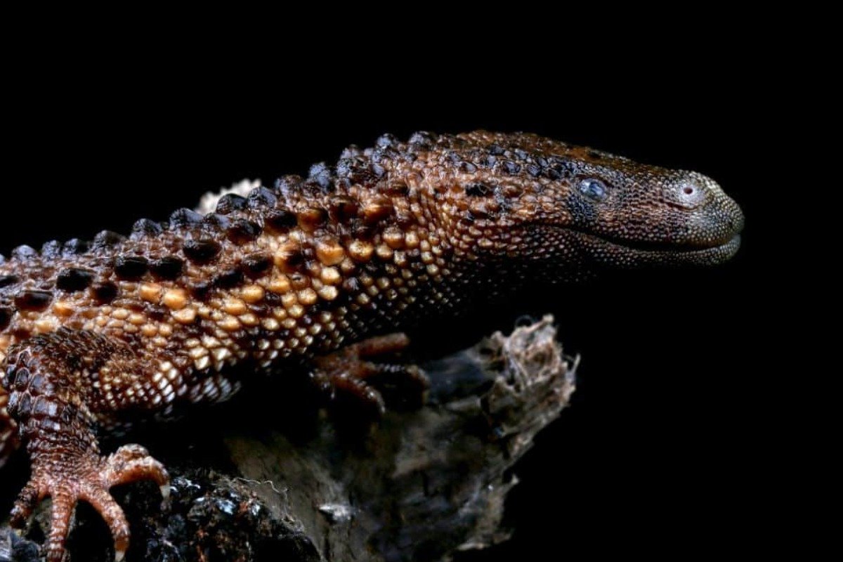 Exploring the Natural Habitat of the Earless Monitor Lizard in Sarawak and Kalimantan