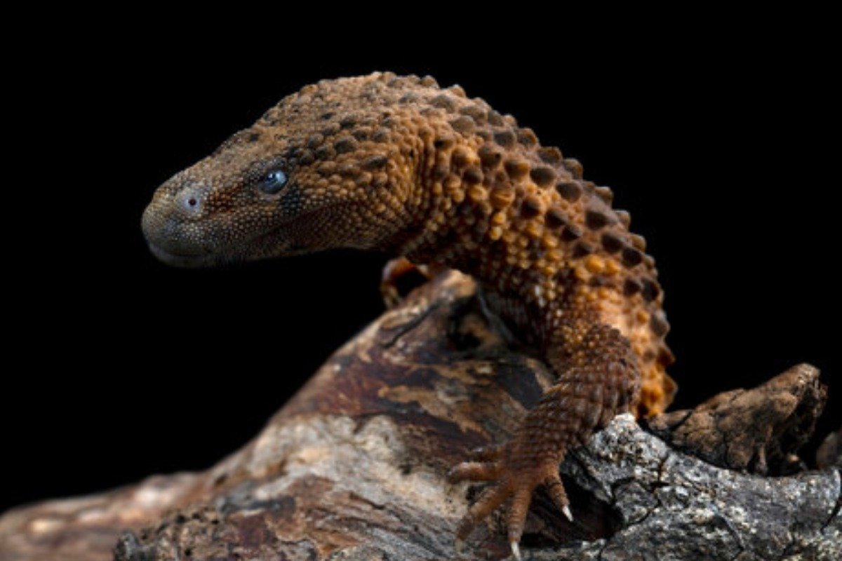 What Is the Lifespan and General Care of the Earless Monitor in Captivity?