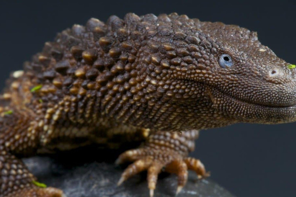 What Is the Earless Monitor Lizard, and Why Is It Considered the Holy Grail?