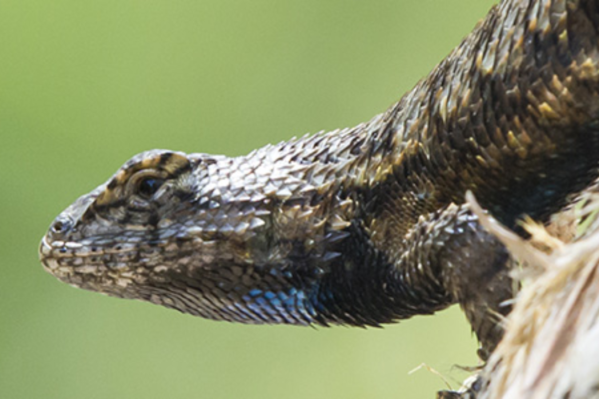 How to Care for Your Eastern Fence Lizard