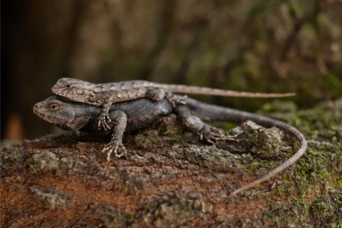 Understanding the Lifespan and Behavior of an Eastern Fence Lizard
