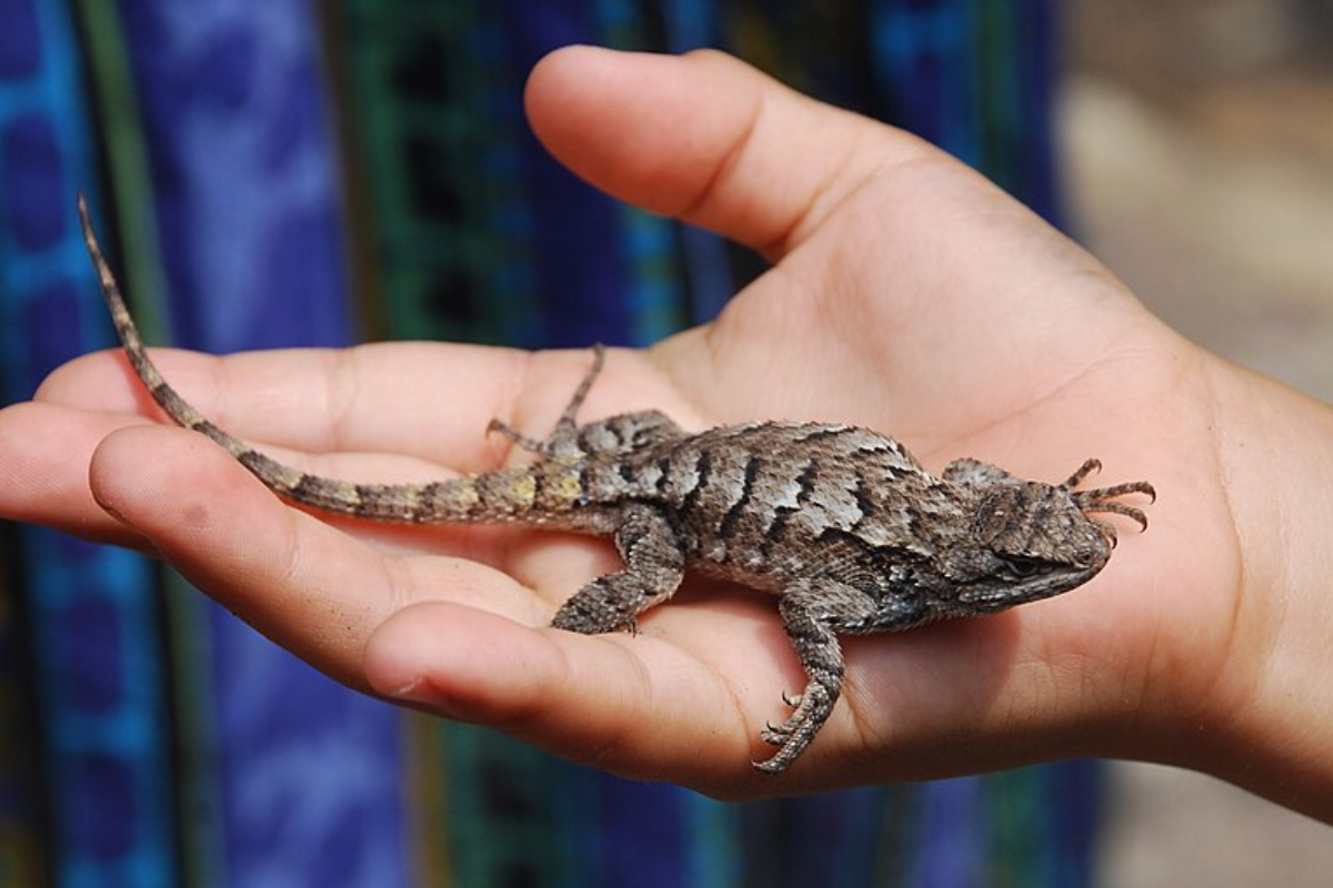 What is an Eastern Fence Lizard?