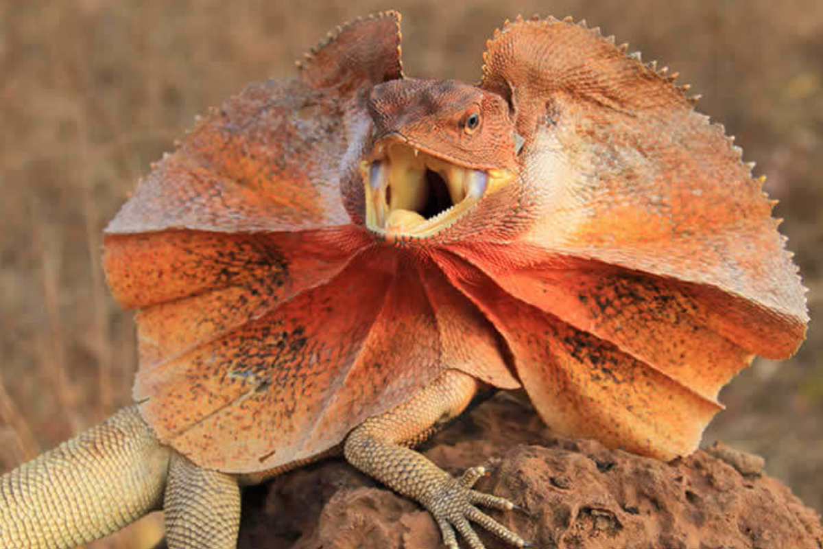 What Do Frilled Dragons Eat? Understanding Their Livefood Needs
