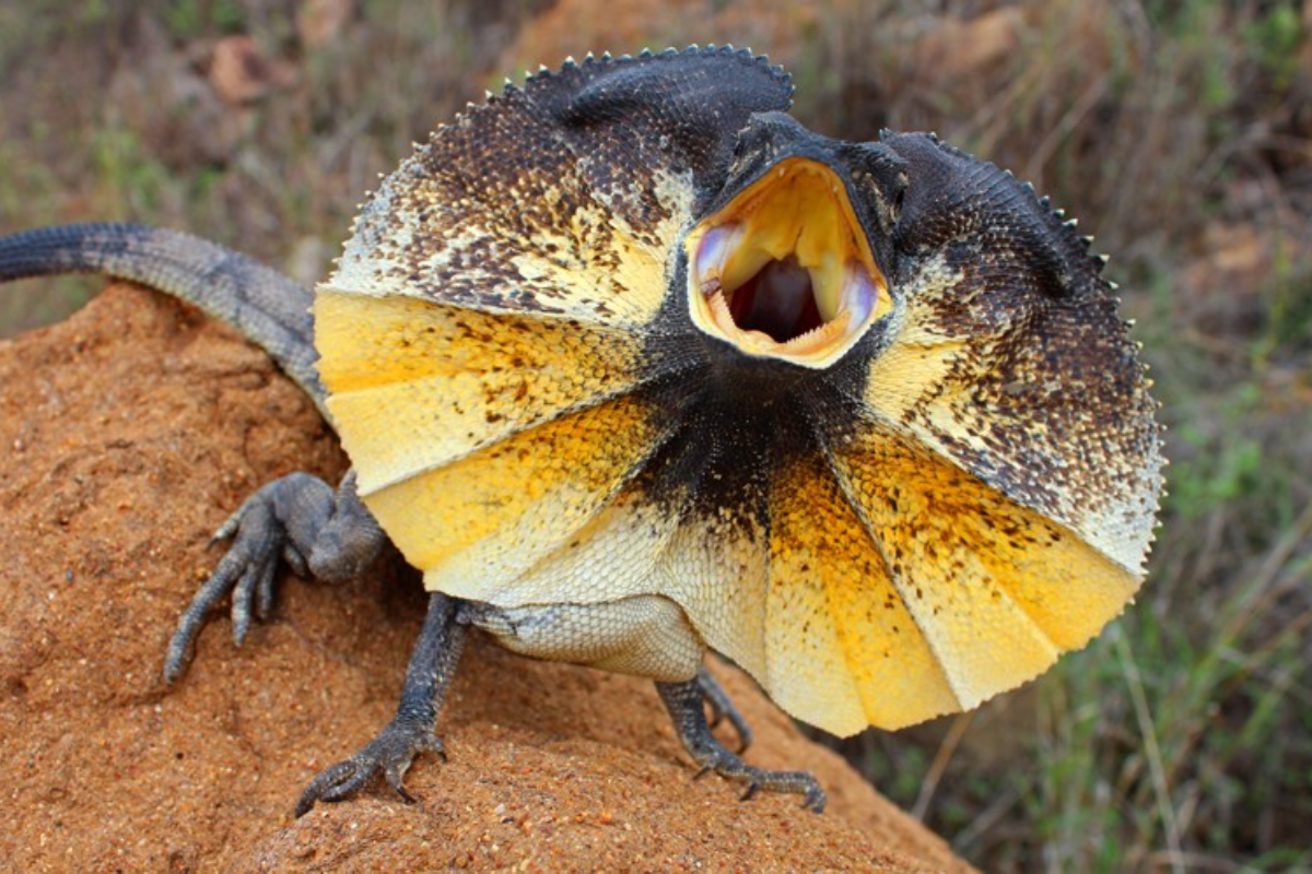 How to Maintain Ideal Reptile Health and Solve Common Health Problems