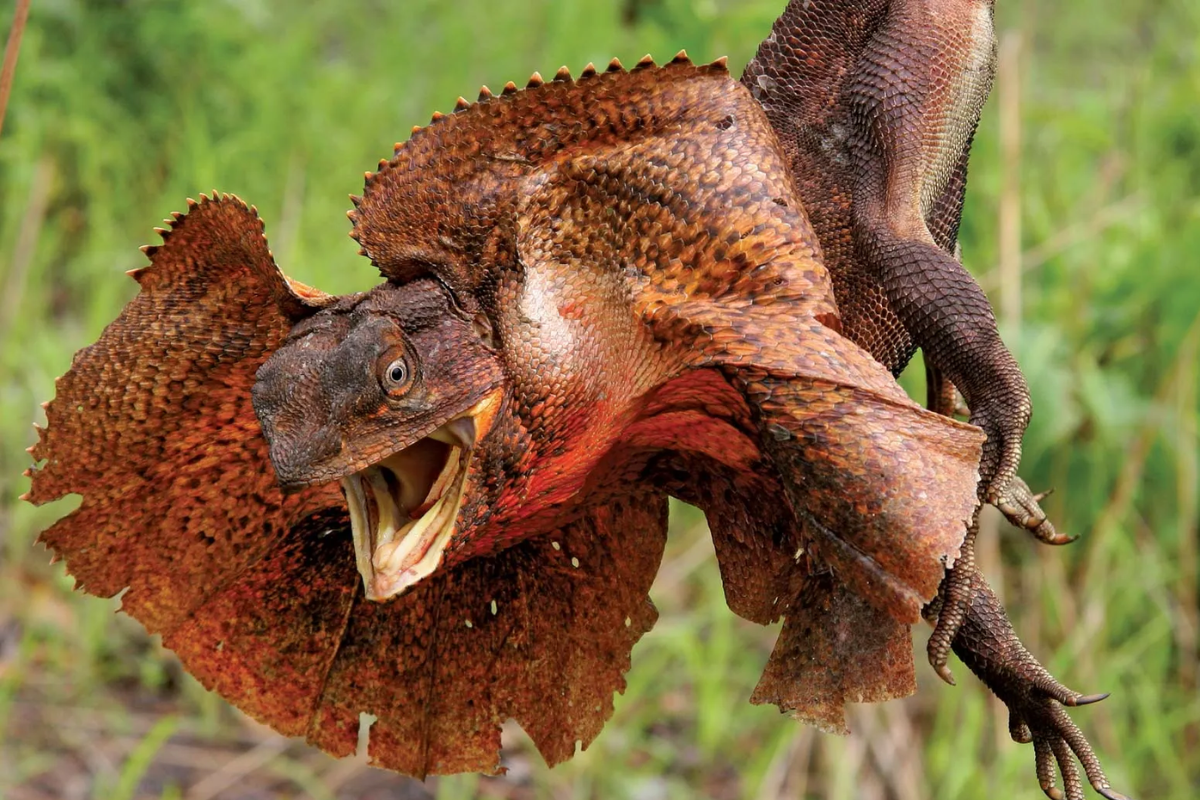What is a Frilled Lizard and Why is it Popular as a Pet?