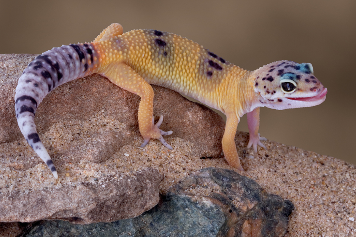 How to Properly Feed Your Gecko?