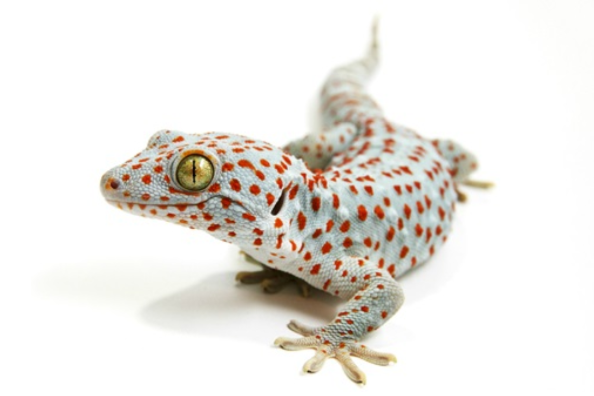 What is the Ideal Pet Gecko Enclosure Setup?