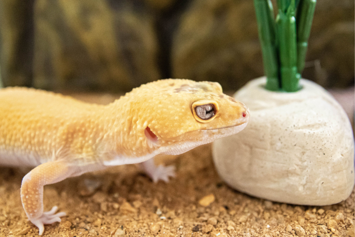 How to Choose the Right Leopard Gecko for You?