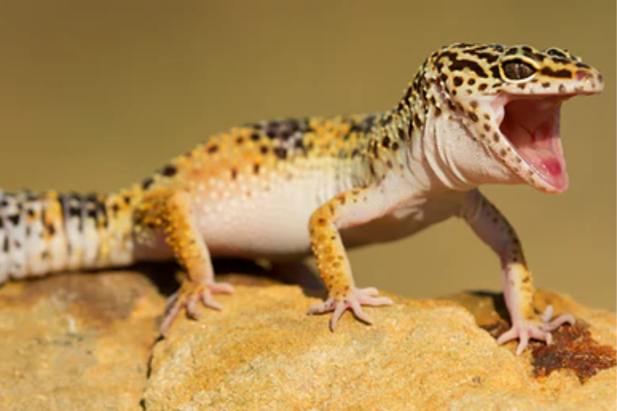 What are the Different Species of Gecko You Can Keep as Pets?
