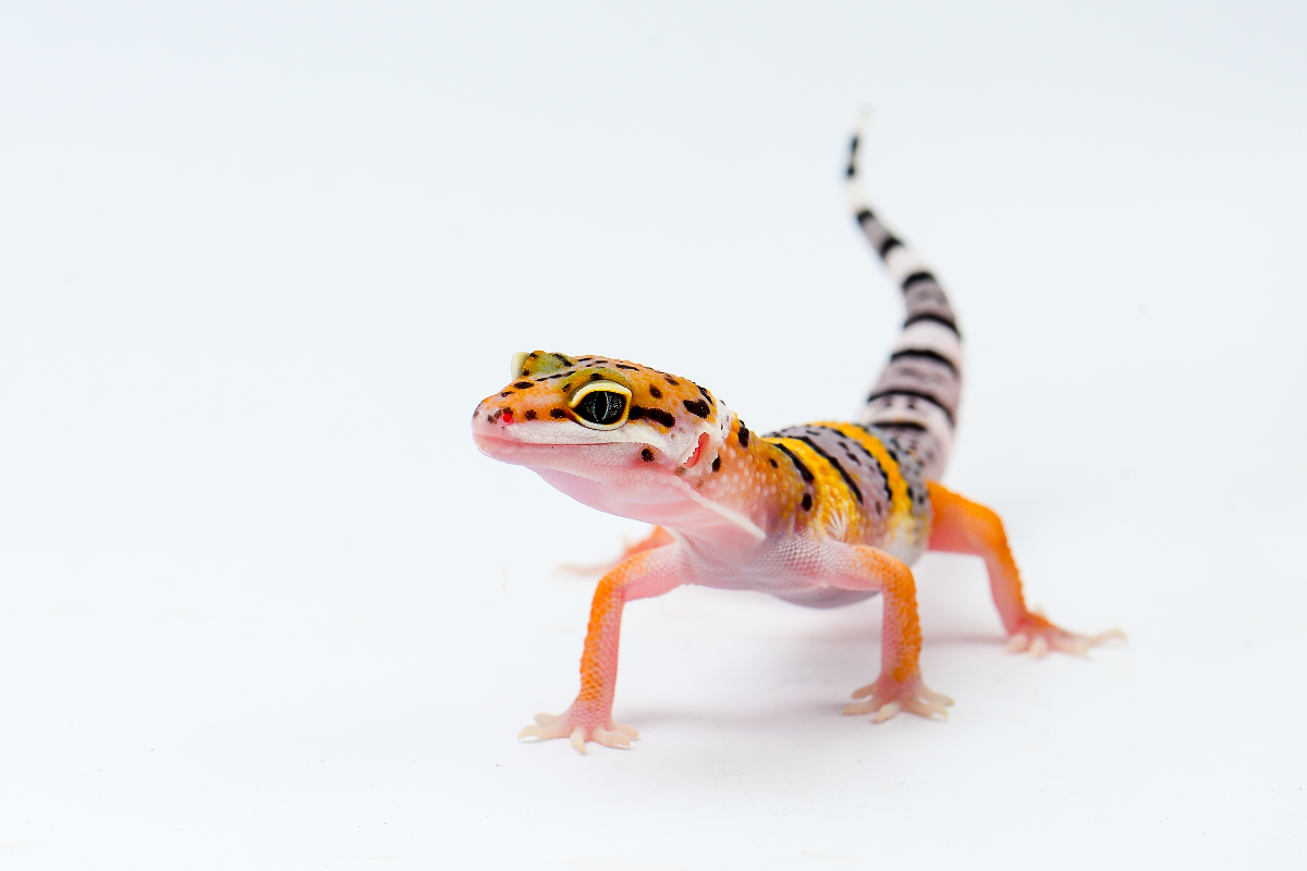 What Veterinary Care Do Geckos Need?