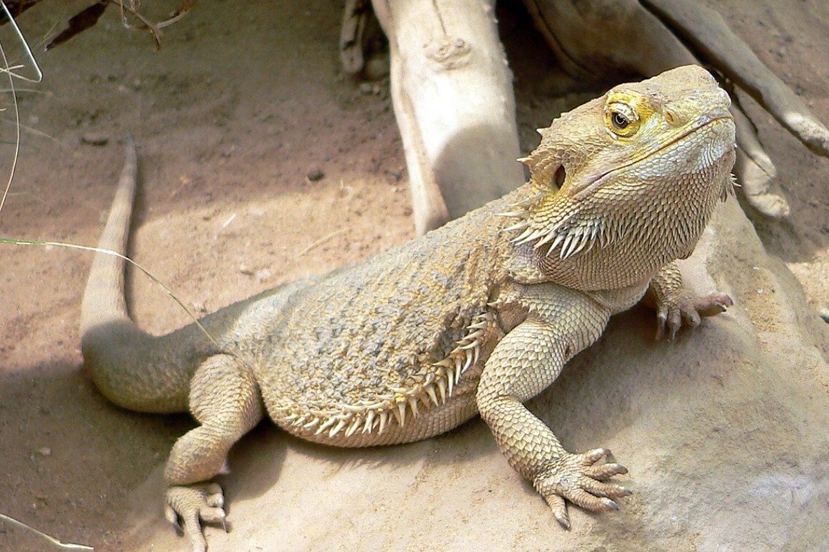 What Makes Hairy Lizards Such Cute and Playful Pets?