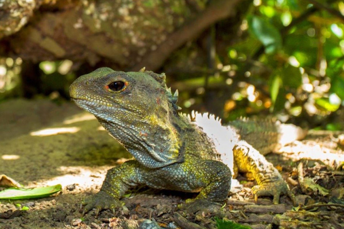 What are the longest living lizard pet?