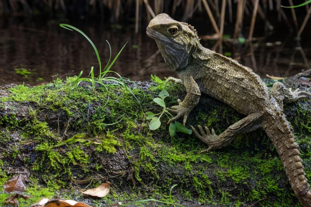 How Do Lizards Live Longer in Captivity?