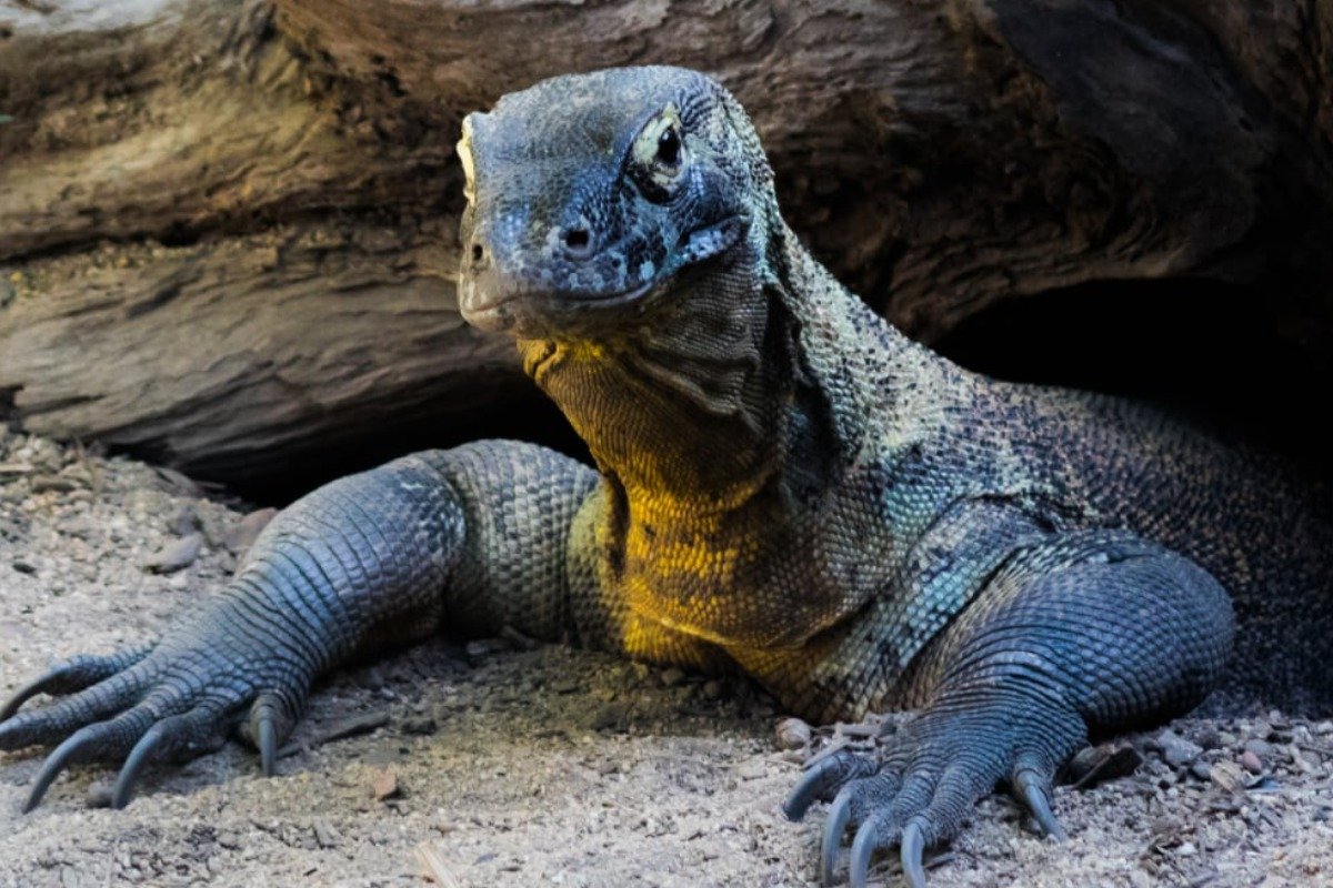 Why Do Some Reptiles Live So Long?