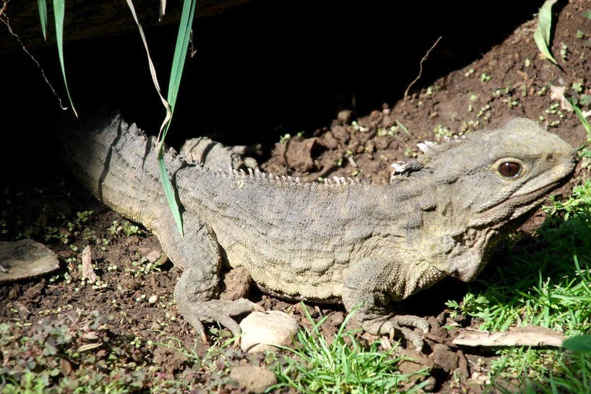 What are the challenges of keeping a longest living lizard pet?