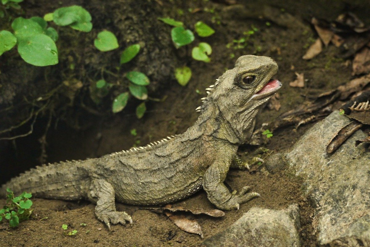 What Is the Average Lifespan of Popular Pet Lizards?