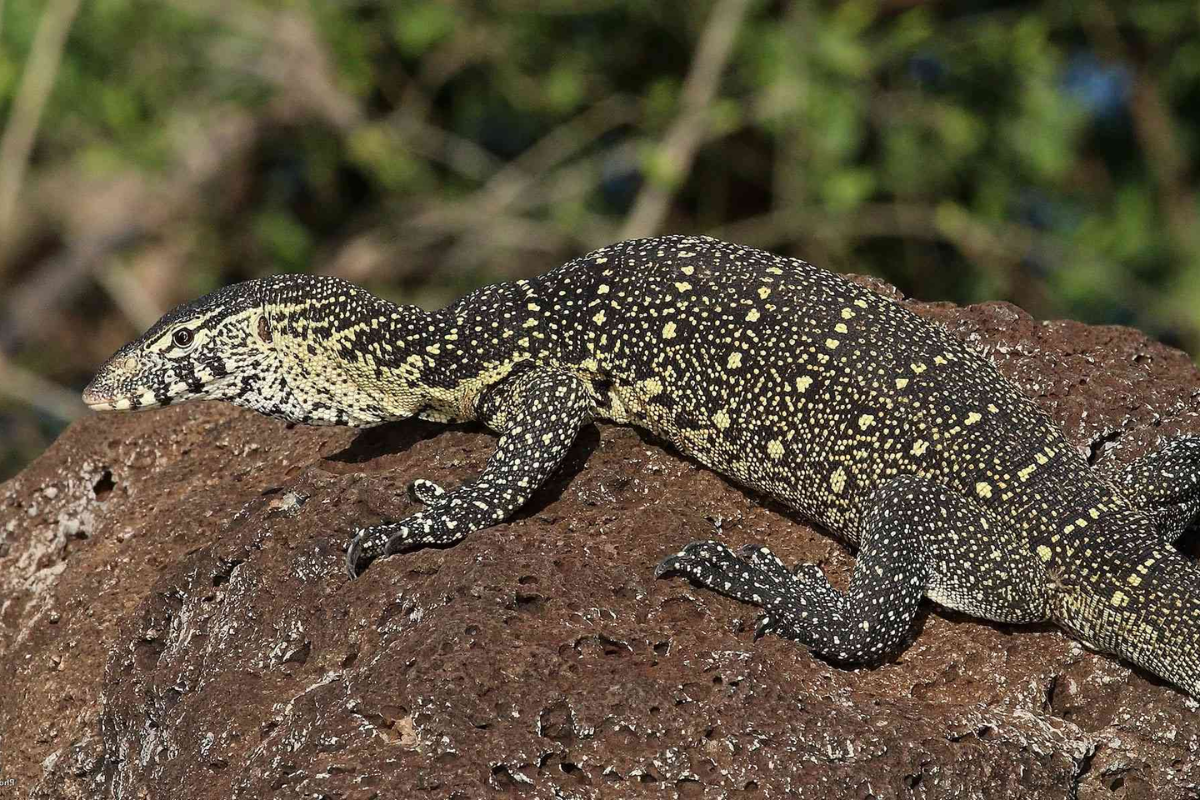 What Are the Characteristics of Nile Monitors?