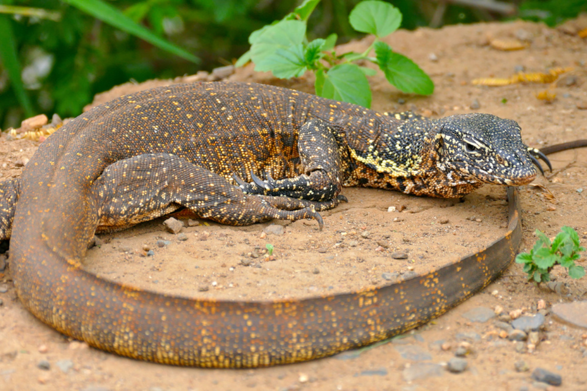 How to Set Up a Suitable Enclosure for a Pet Nile Monitor?