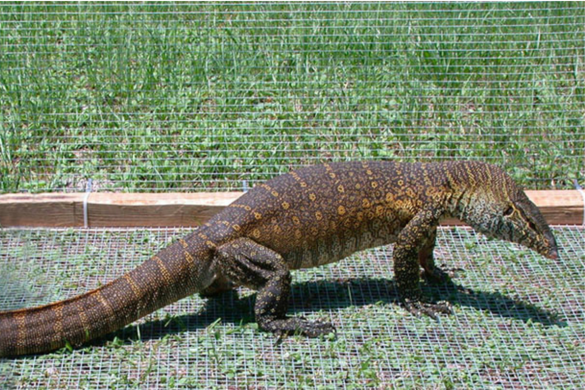 What to Know About Nile Monitor Care?