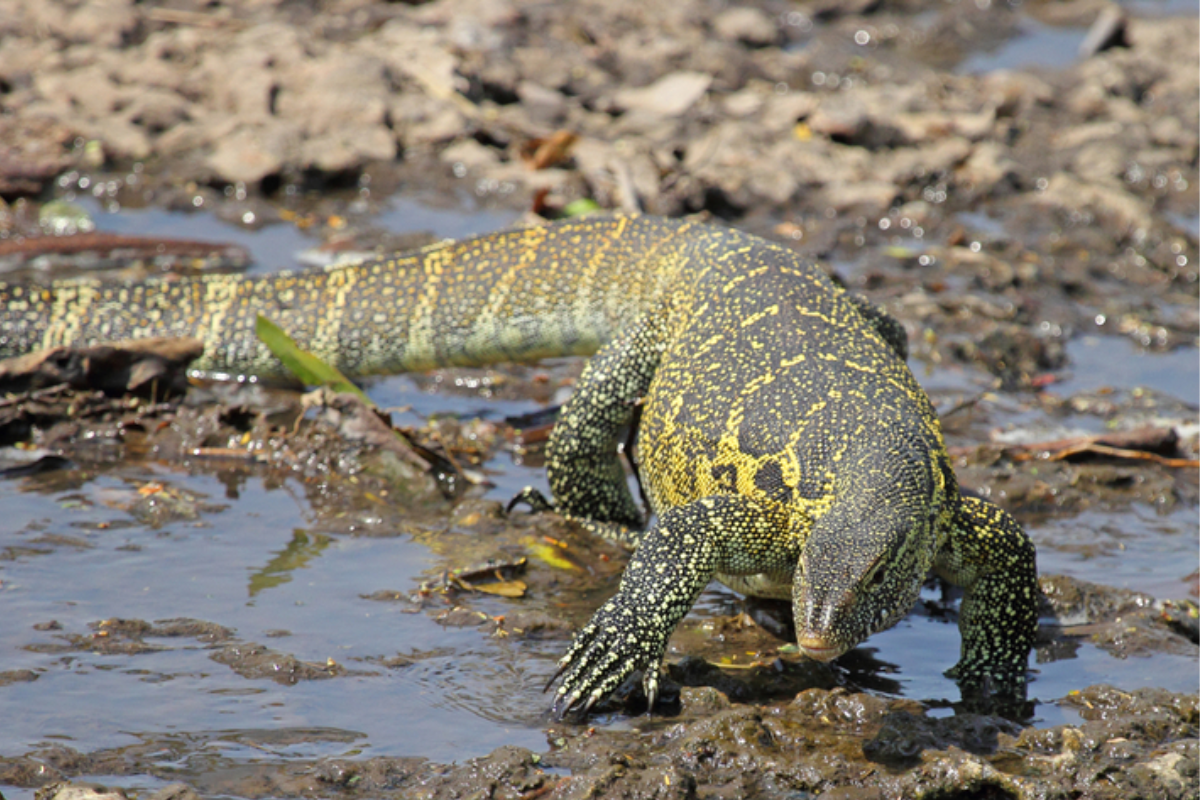 What Are the Nile Monitor's Natural Habitat Requirements?
