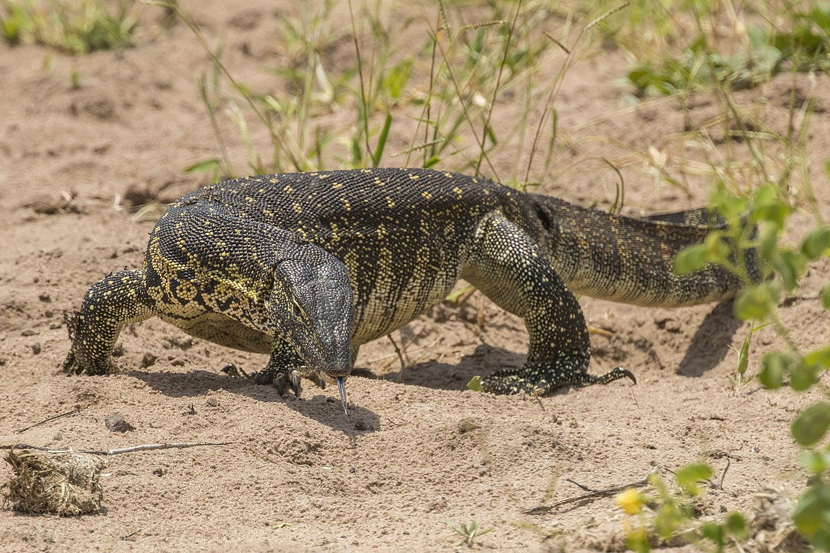 Is Getting a Pet Nile Monitor Right for You?