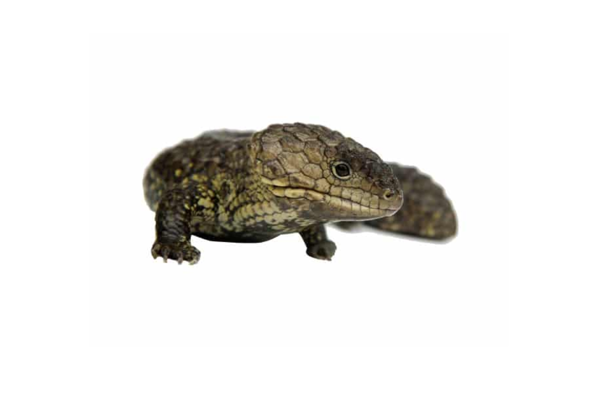 How to Ensure Proper Care in Captivity for Shingleback Lizards